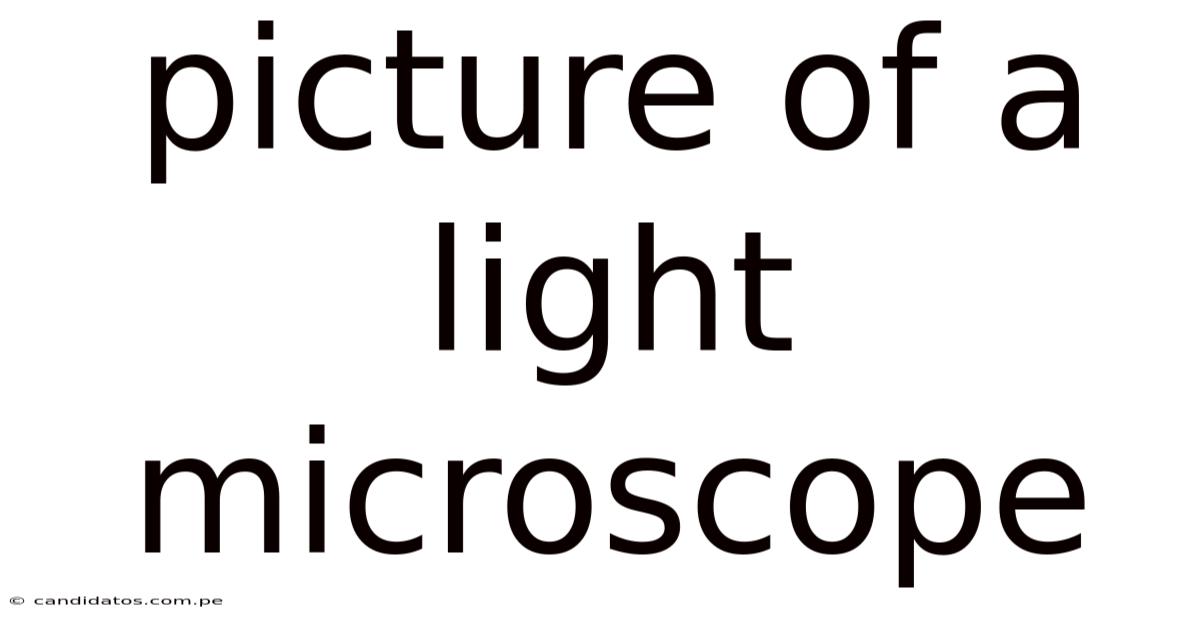 Picture Of A Light Microscope