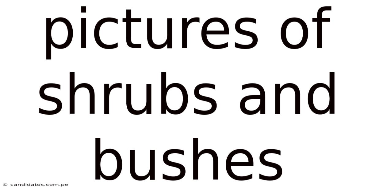 Pictures Of Shrubs And Bushes