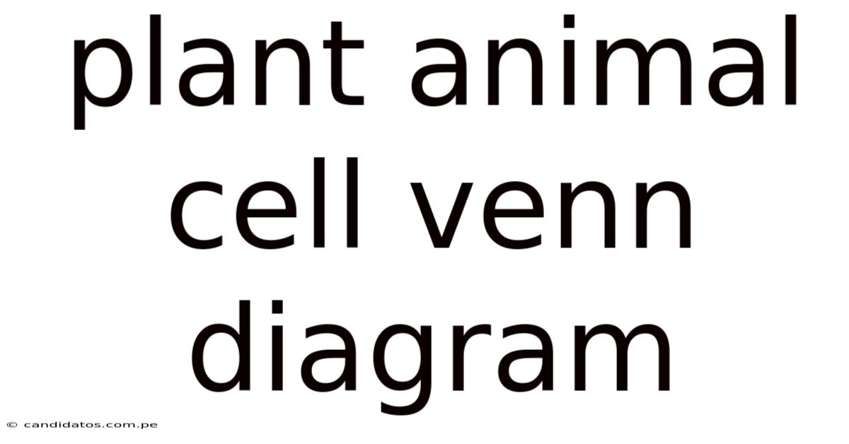 Plant Animal Cell Venn Diagram