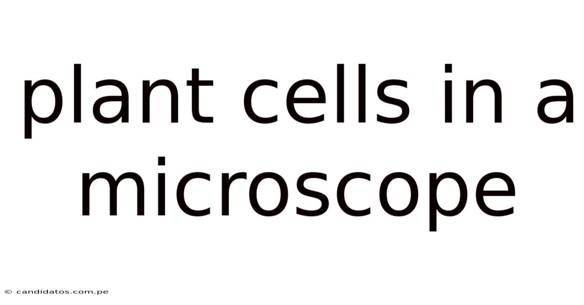 Plant Cells In A Microscope