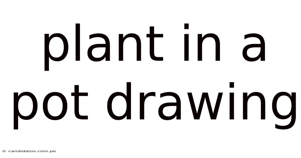 Plant In A Pot Drawing