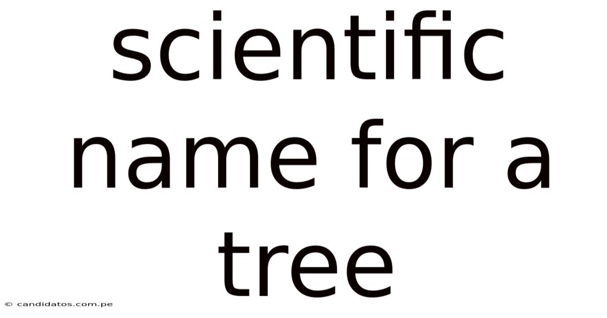 Scientific Name For A Tree
