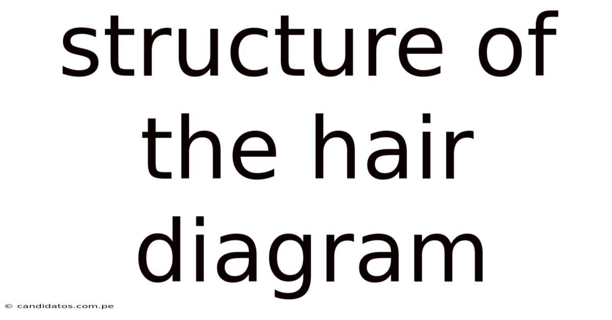 Structure Of The Hair Diagram