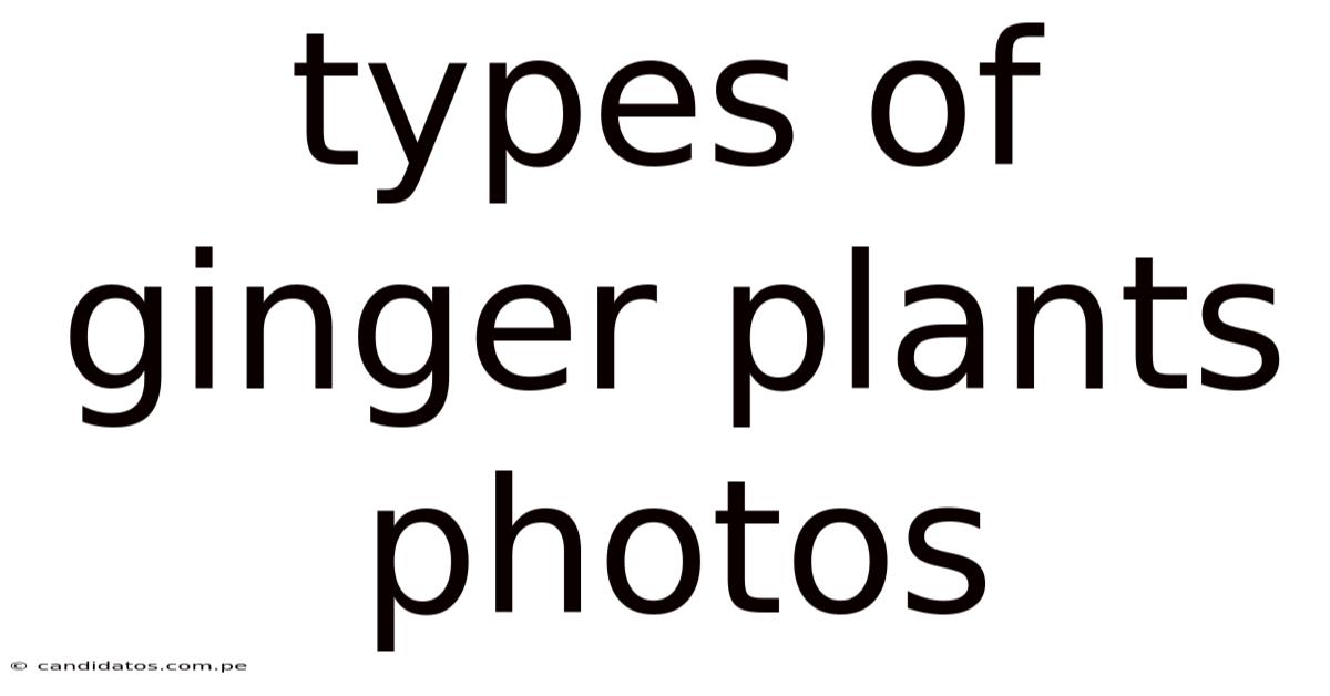 Types Of Ginger Plants Photos