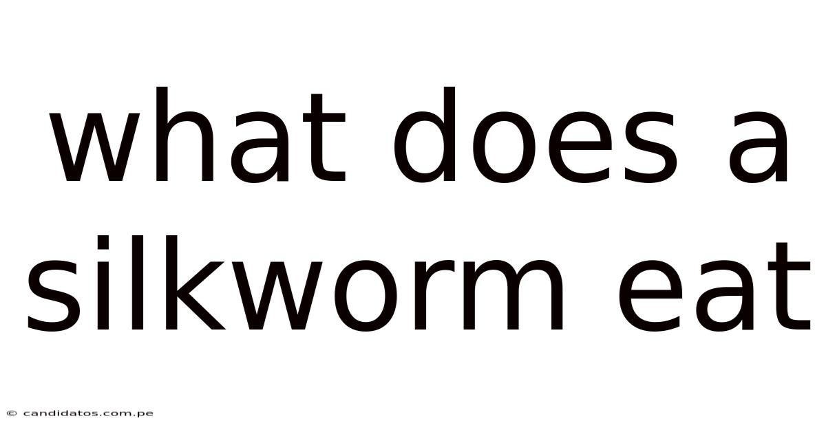 What Does A Silkworm Eat