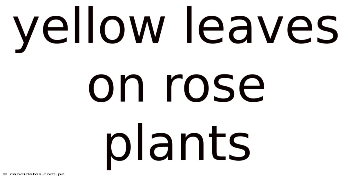 Yellow Leaves On Rose Plants